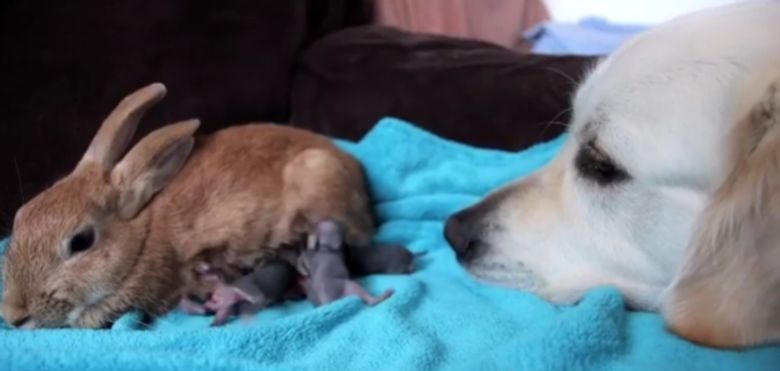 Illustration de l'article : Un Golden Retriever adopte les petits d’une lapine sauvée par son propriétaire (vidéo)